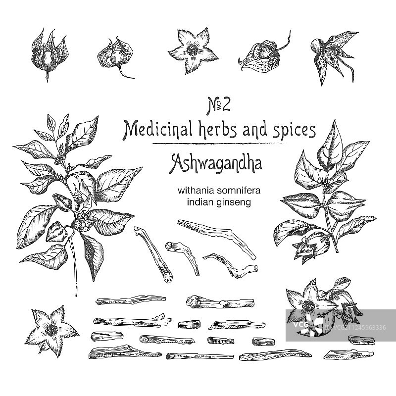 手绘南非醉茄图案图片素材