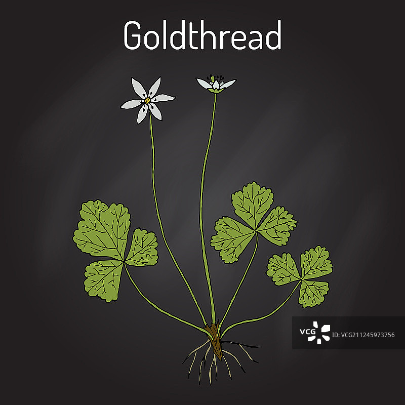 金线莲图片素材