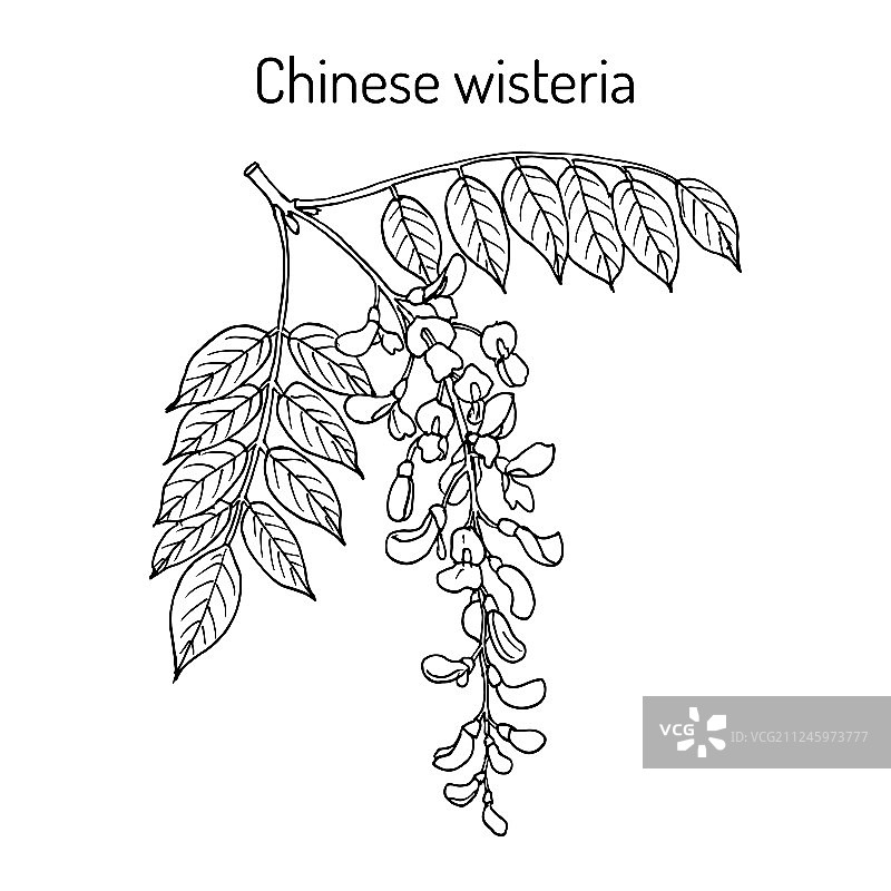 中国紫藤：观赏植物图片素材