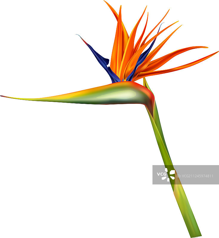 鹤望兰图片素材