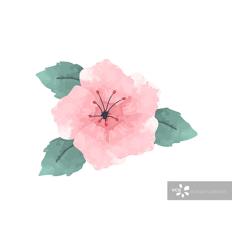粉色水彩芙蓉花图片素材