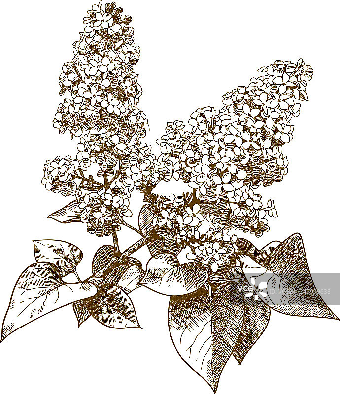 丁香花雕刻图片素材