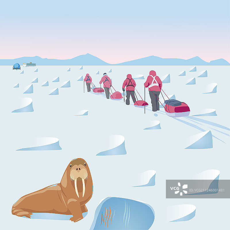 北极探险与海象图片素材