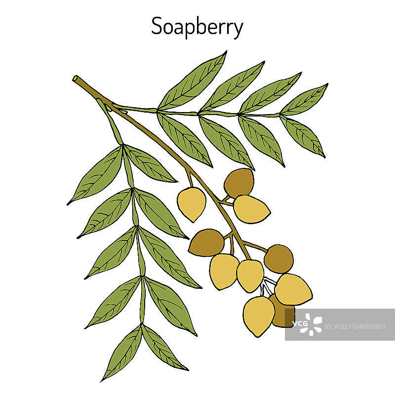 无患子药用植物图片素材