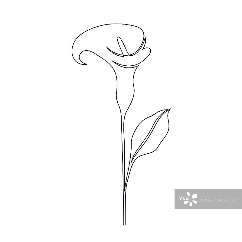 马蹄莲图片素材