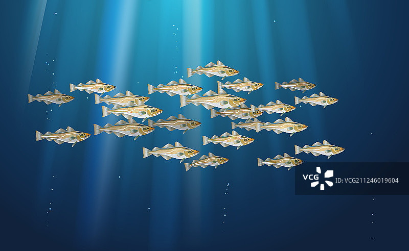 鱼群鳕鱼海洋生物大西洋鳕鱼图片素材