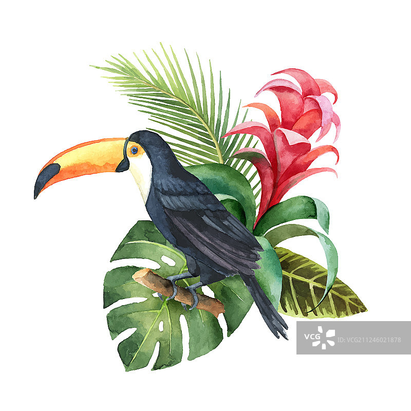 水彩异域风情巨嘴鸟构图图片素材