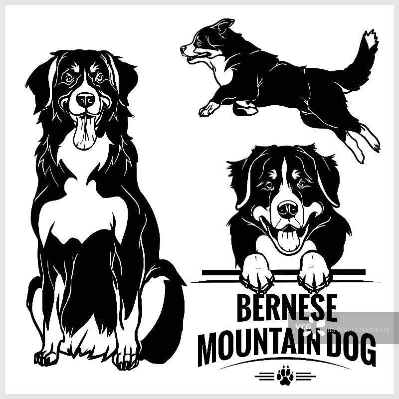 伯恩山犬图案图片素材