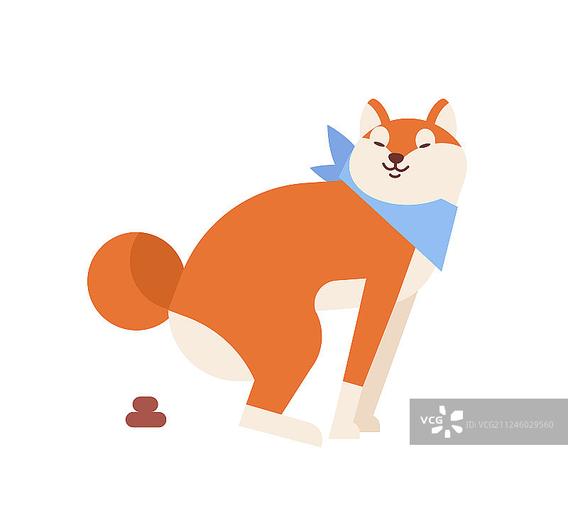 有趣的秋田犬在散步时排便图片素材