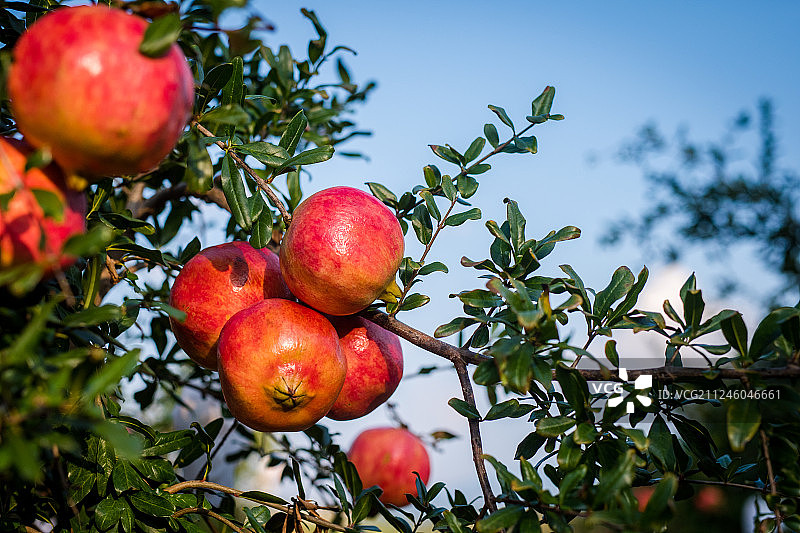 软子石榴图片素材