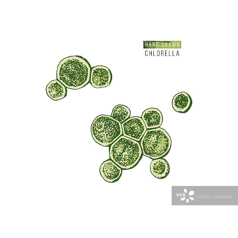 手绘小球藻图片素材