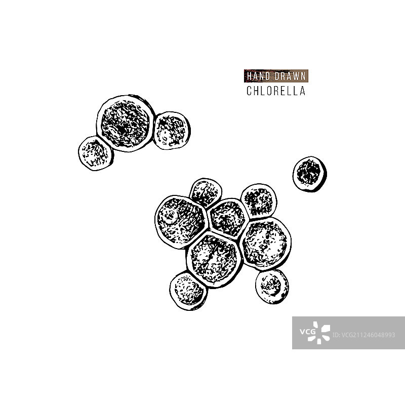手绘小球藻图片素材