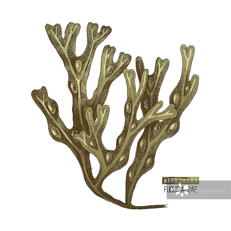 手绘墨角藻图片素材