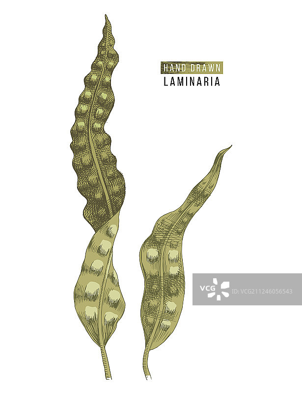 手绘海带图片素材