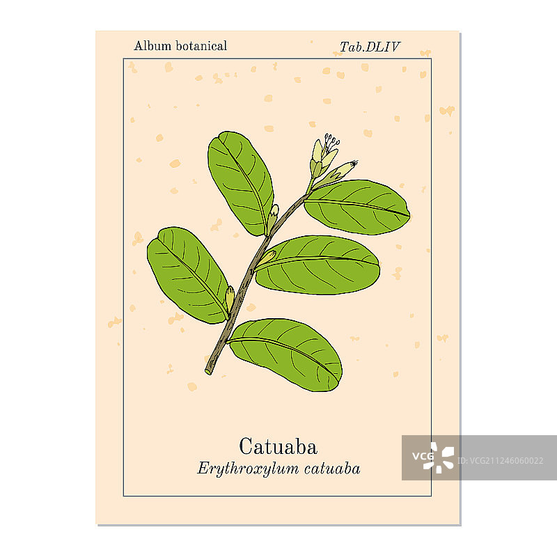 卡图巴红木药用植物图片素材