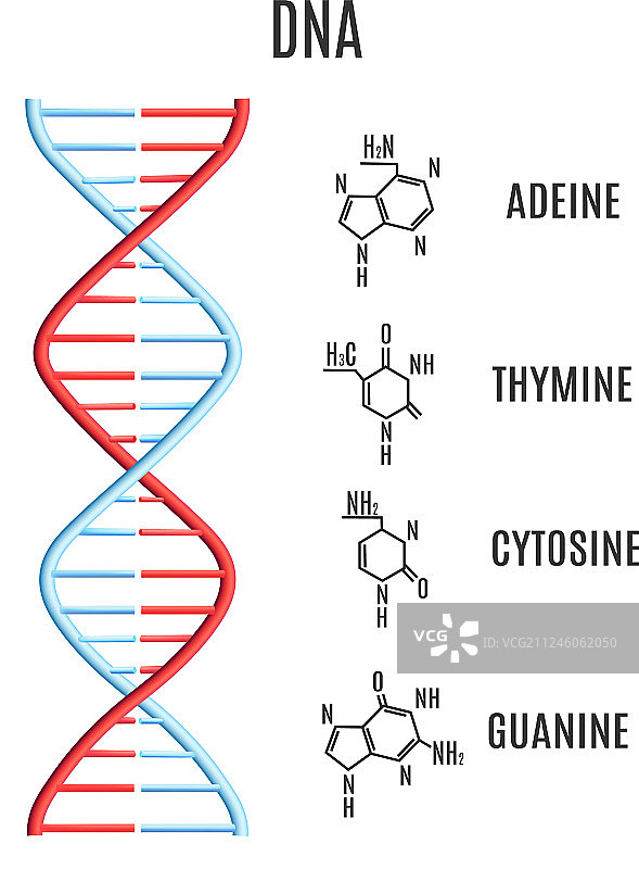 DNA分子螺旋遗传密码图片素材
