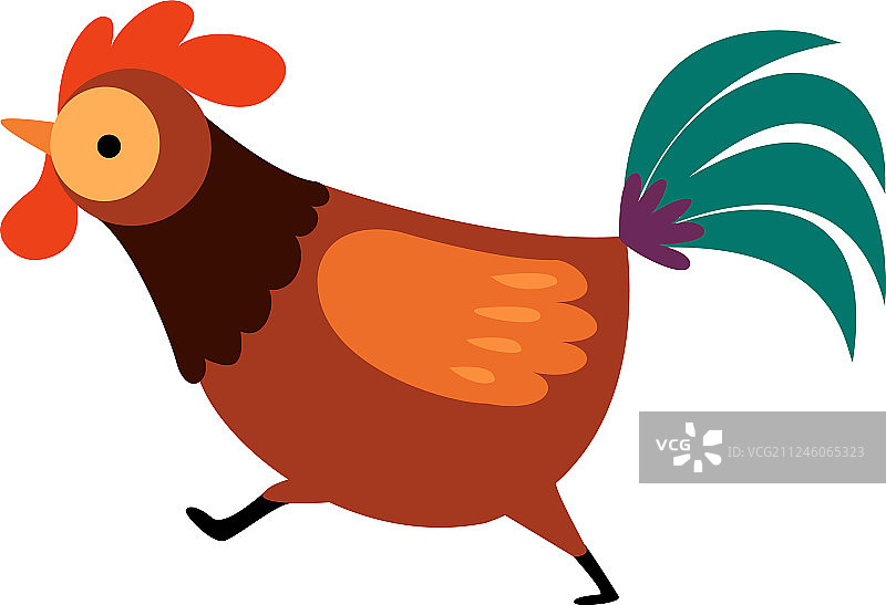 羽毛鲜艳的农场奔跑公鸡图片素材
