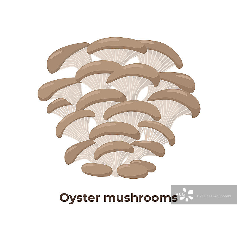 白色背景上的新鲜平菇图片素材