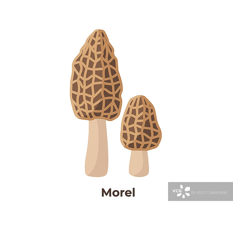 白色背景下的羊肚菌图片素材