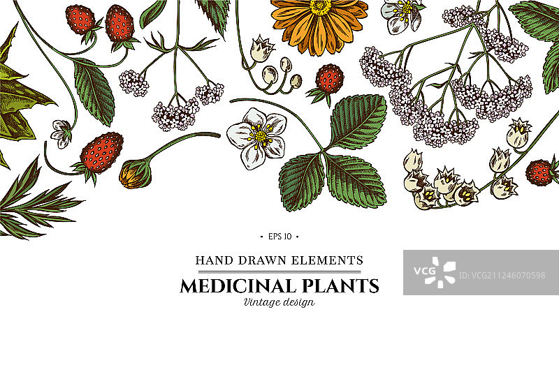 彩色芦荟金盏花百合花卉设计图片素材