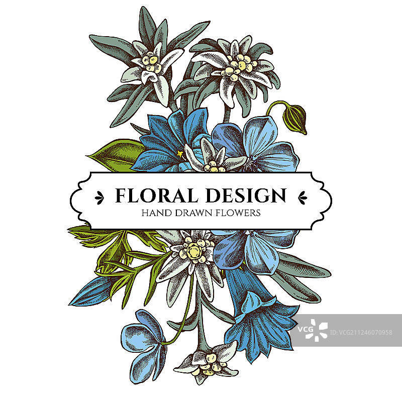 彩色雪绒花花束设计图片素材