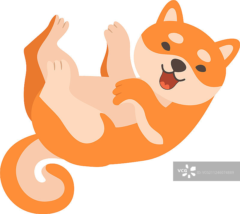 可爱的日本柴犬图片素材