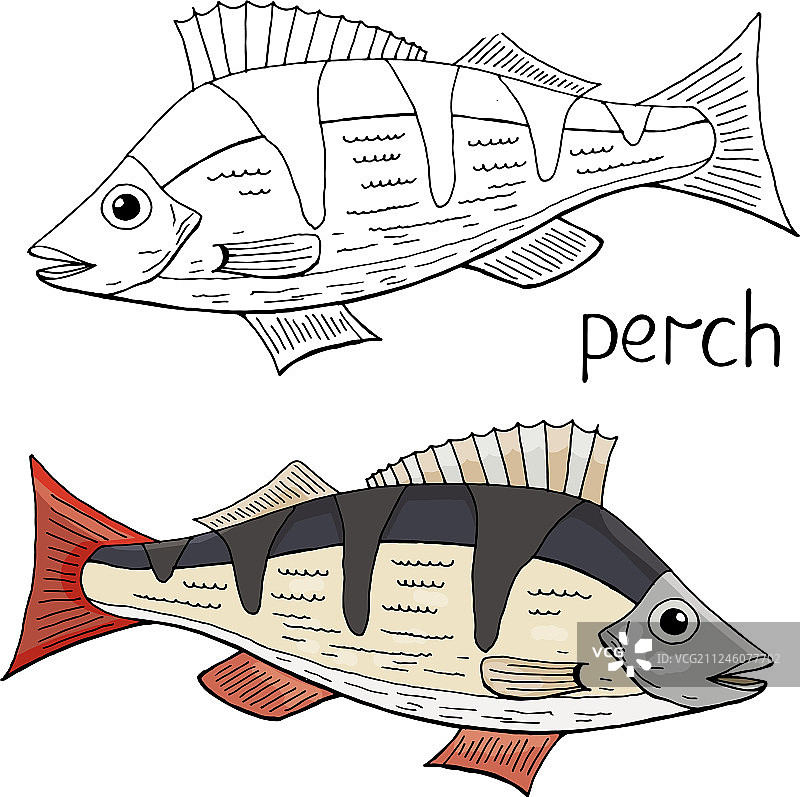 手绘鲈鱼黑白和彩色图片素材