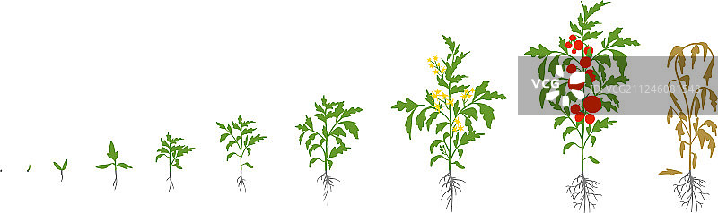 番茄植株生长阶段图片素材