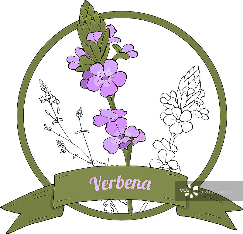 马鞭草模板3图片素材