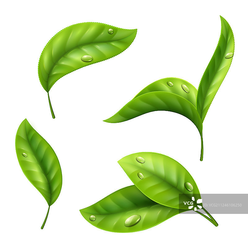 逼真的绿茶叶带水滴图片素材