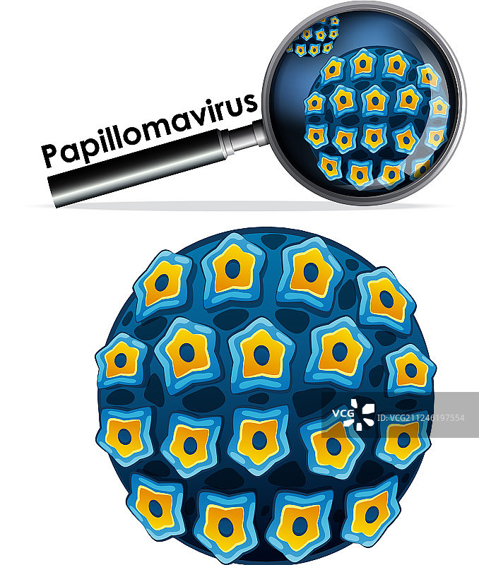 分离物特写：乳头瘤病毒图片素材