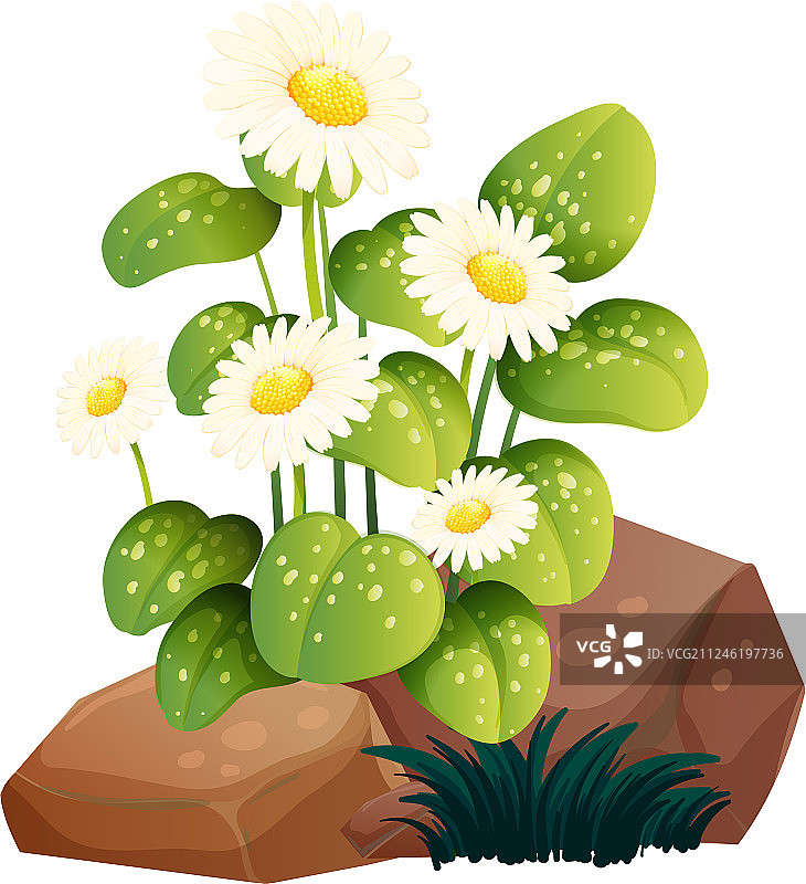 白色背景上的白色非洲菊雏菊花图片素材