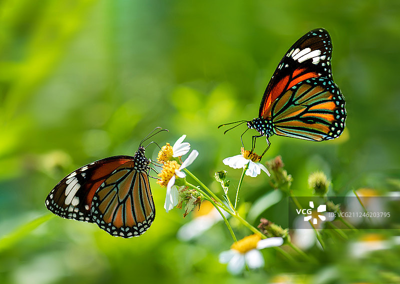 双蝶采蜜图片素材