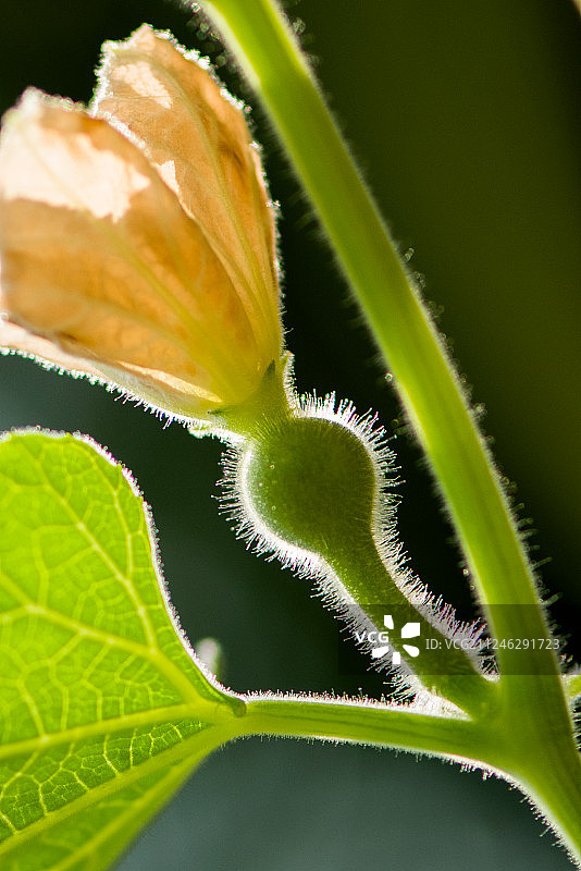 葫芦花图片素材