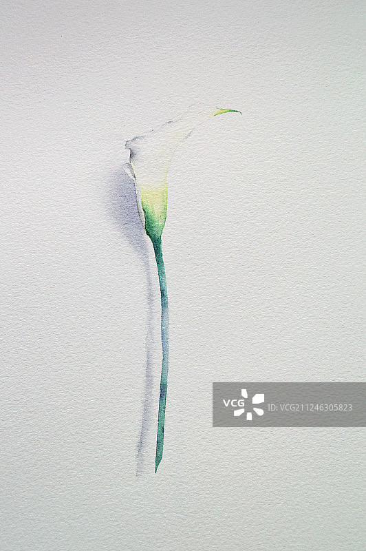 水彩花卉-马蹄莲图片素材