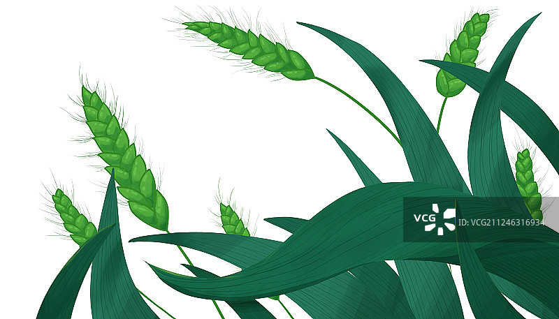 绿色的麦穗插画素材图片素材