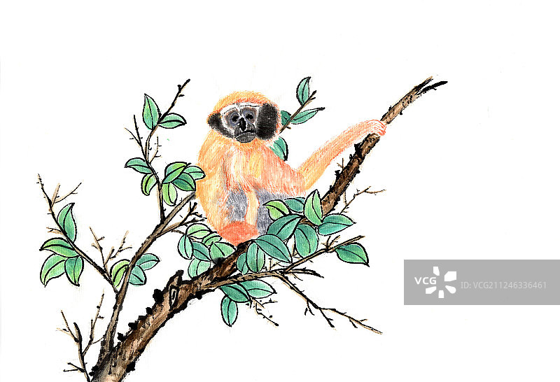 保护动物--长臂猿图片素材