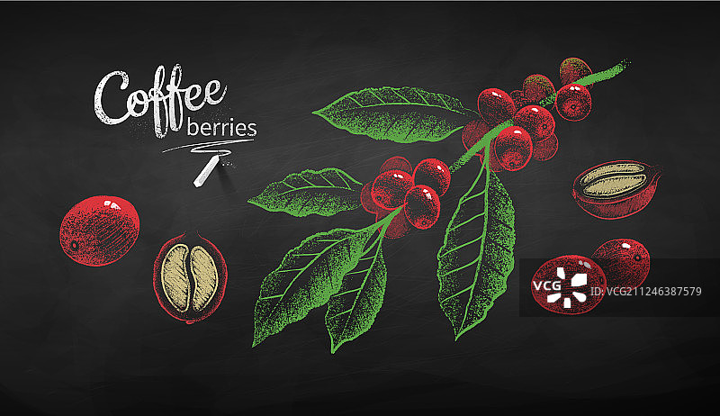 咖啡枝和浆果的素描图片素材