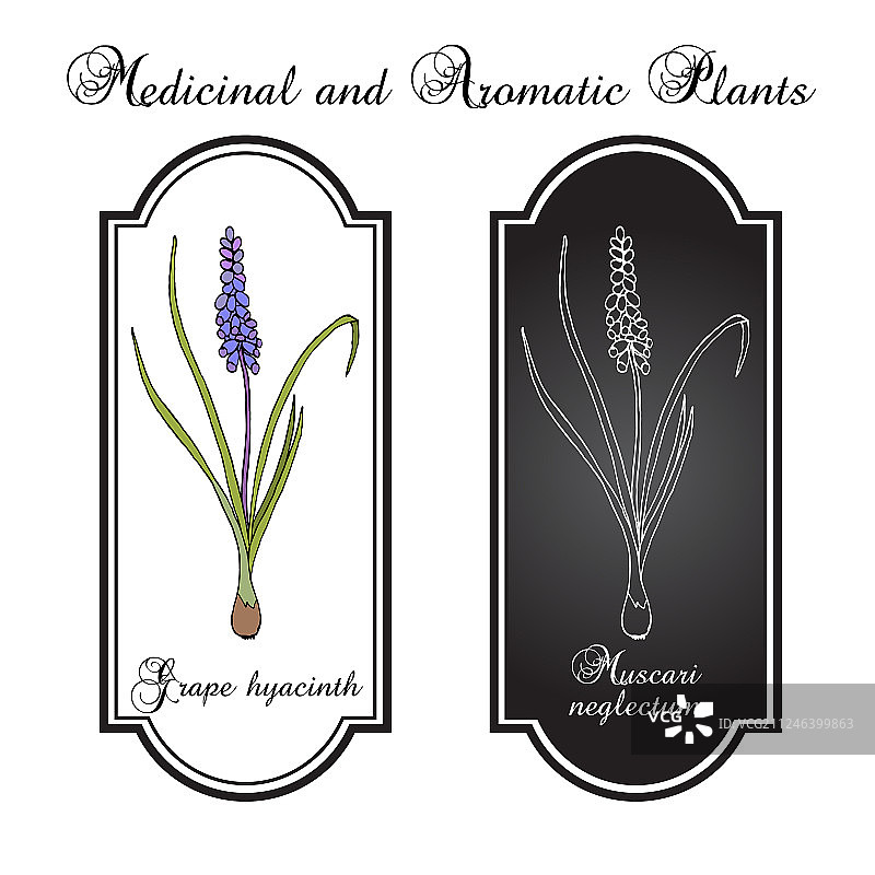 葡萄风信子药用植物图片素材