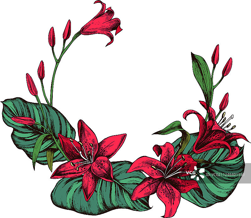 手绘高精度百合花图片素材