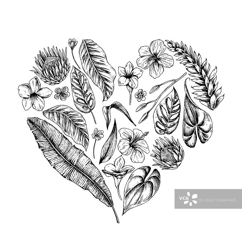 手绘热带植物合集图片素材