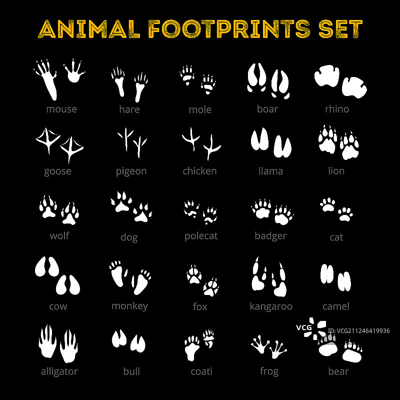 黑色背景上的动物足迹图片素材