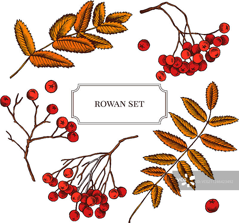 手绘欧洲花楸浆果合集图片素材