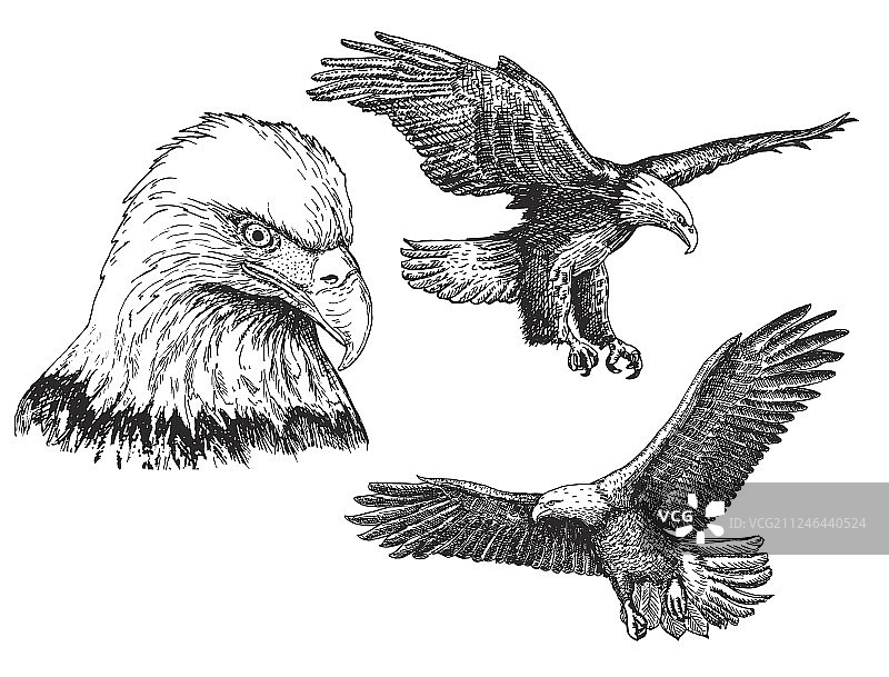 老鹰鸟类素描图标合集图片素材