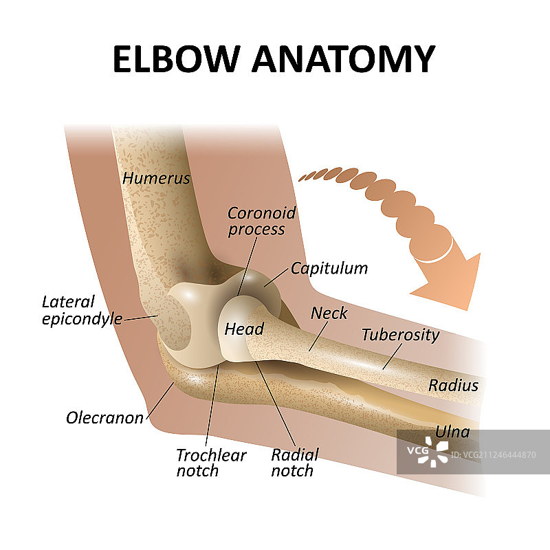 肘关节解剖医学教育图片素材
