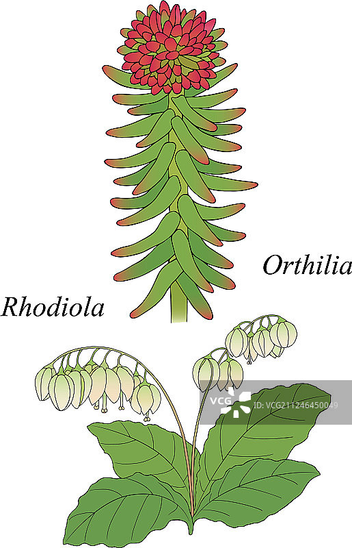 鹿蹄草和红景天图片素材