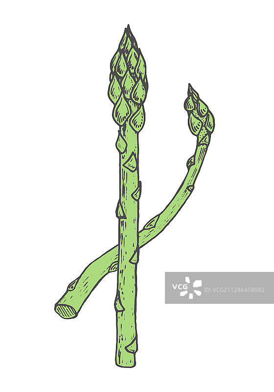 手绘芦笋绿色涂鸦草图图片素材