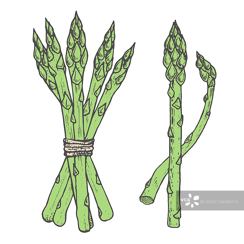 手绘芦笋绿色涂鸦草图图片素材