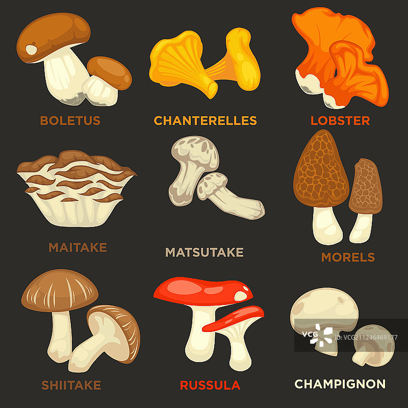食用蘑菇扁平图标合集图片素材