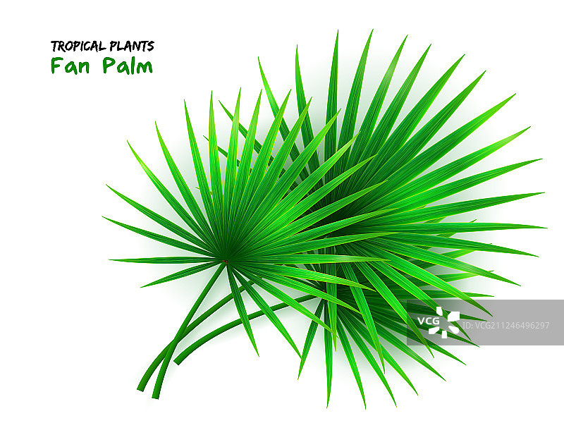 写实风扇棕榈树图片素材